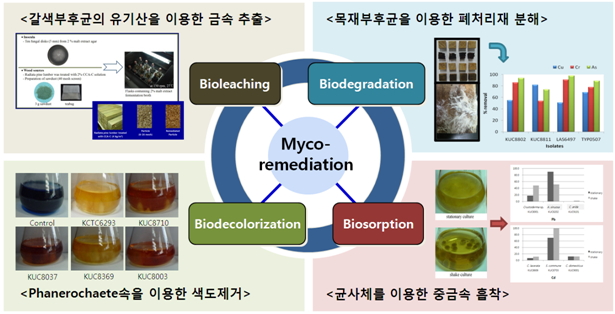 wood_microbiology_lab4